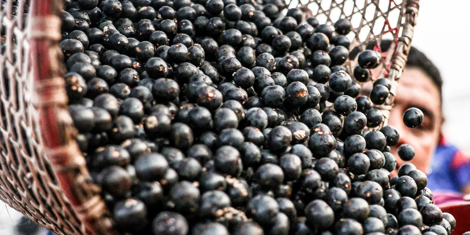 China abre mercado para polpas e frutas congeladas do Brasil