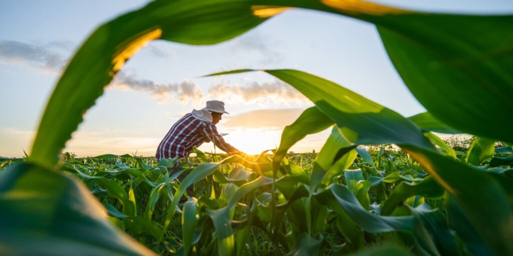 CMN abre crédito para produtores renegociarem dívidas rurais em 10 anos
