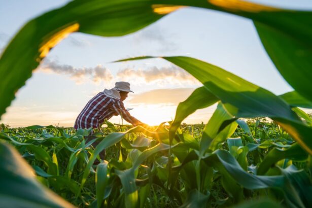 CMN abre crédito para produtores renegociarem dívidas rurais em 10 anos