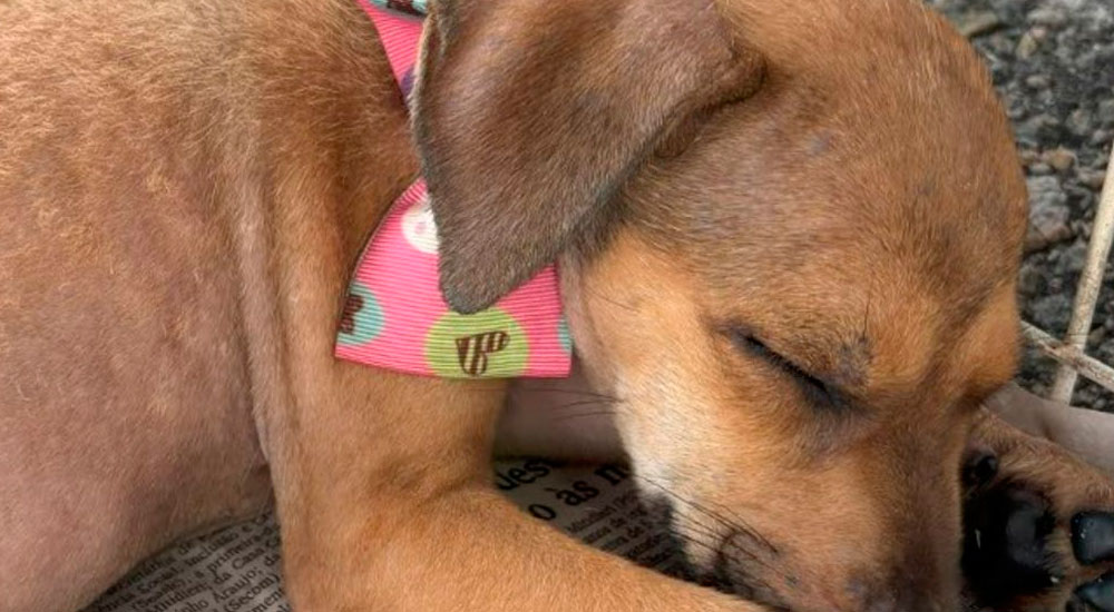 Adote um pet neste sábado no Shopping Jardins