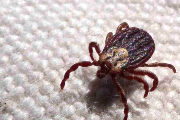 Alerta em SP: 18 mortes por febre maculosa em 2026