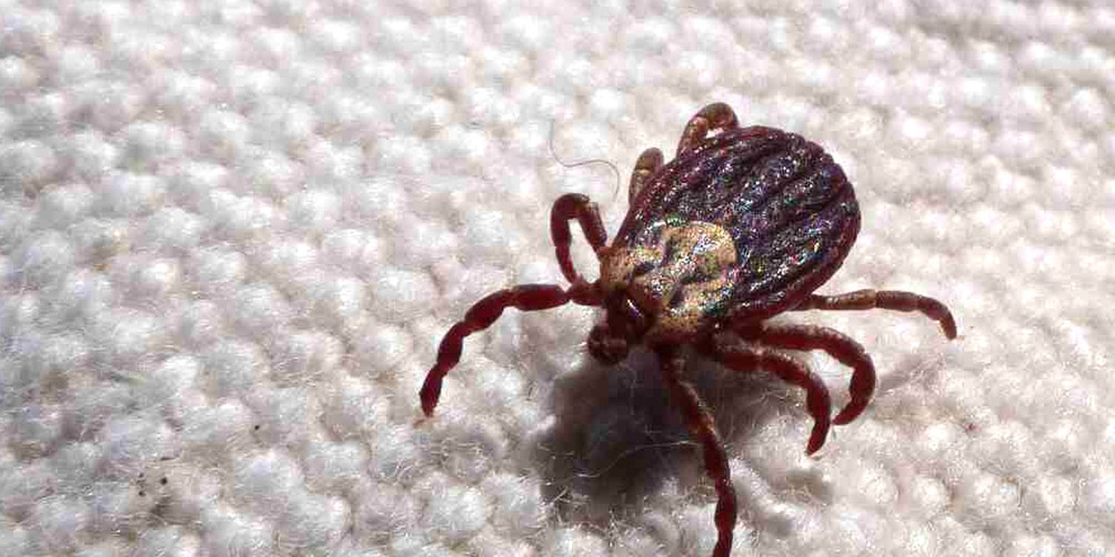 Alerta em SP: 18 mortes por febre maculosa em 2026