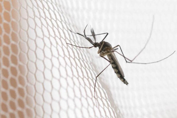 Araçatuba, Presidente Prudente e São José do Rio Preto registram alta da dengue