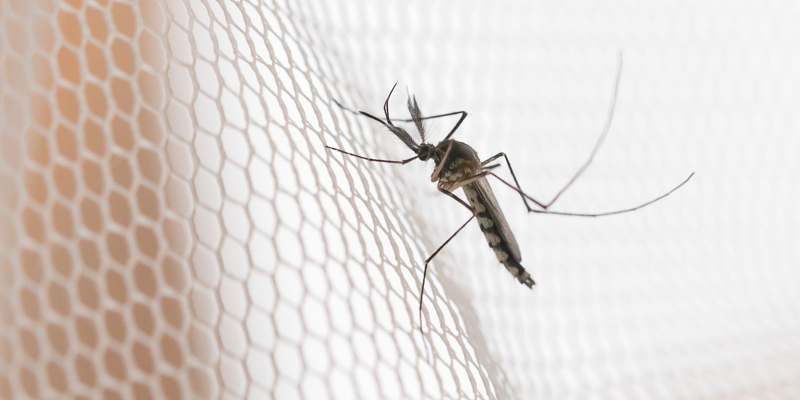 Araçatuba, Presidente Prudente e São José do Rio Preto registram alta da dengue