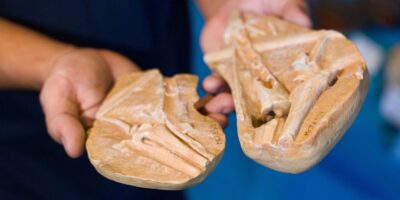 Dinossauros do Museu de Ciências da Terra chegam ao Morro da Urca