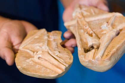 Dinossauros do Museu de Ciências da Terra chegam ao Morro da Urca