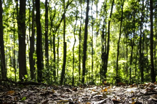Produção florestal alcança recorde de R$ 47,9 bi em 2025