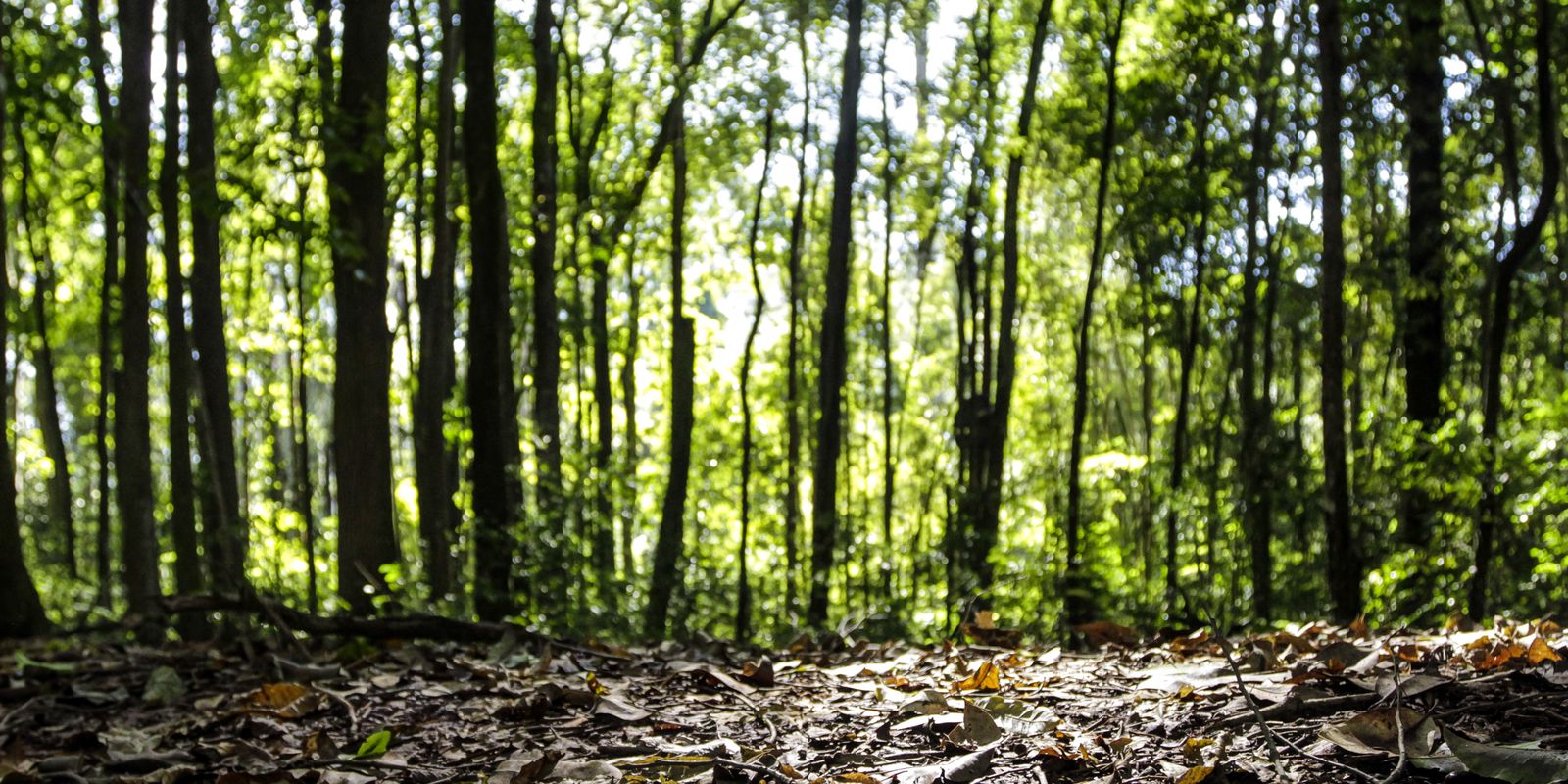 Produção florestal alcança recorde de R$ 47,9 bi em 2025