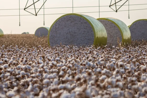 Sorriso perde liderança agrícola; Sapezal e São Desidério assumem topo