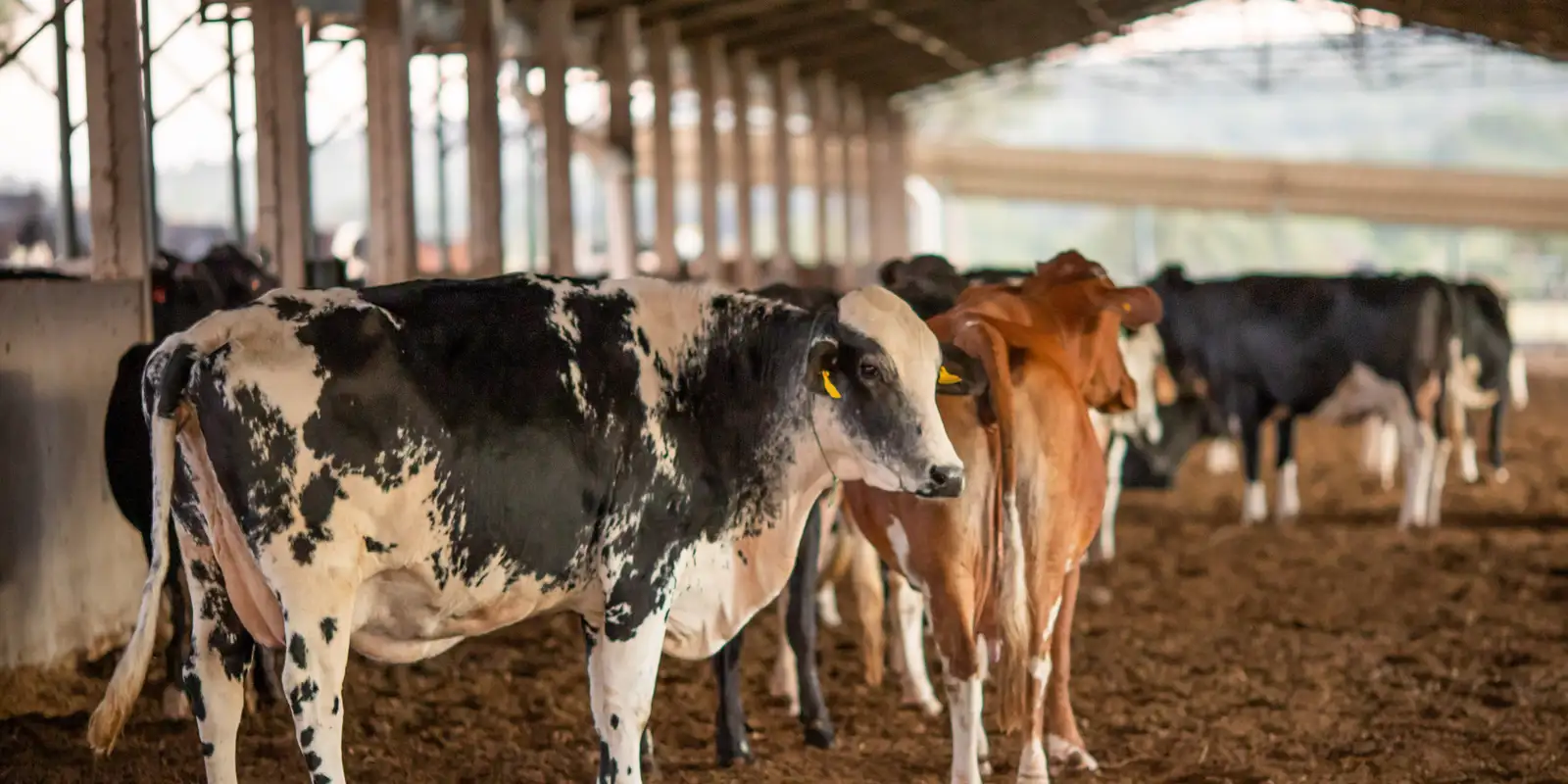 UE bloqueia importação de carnes, mel e ovos do Brasil