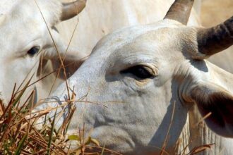 Exportadores correm para embarcar antes da tarifa de 67% da China