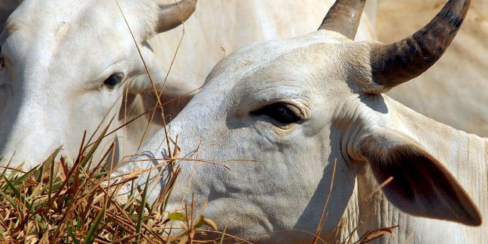 Exportadores correm para embarcar antes da tarifa de 67% da China